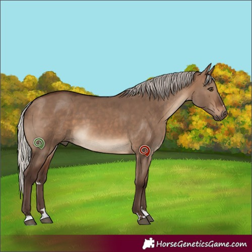 Horse Color:Silver Brown Dun