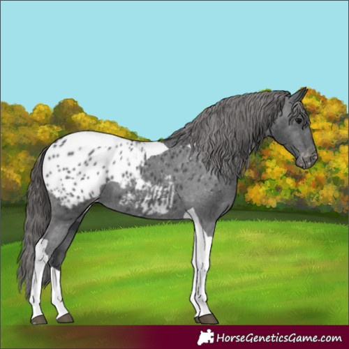 Horse Color:Black Tobiano Blanket 