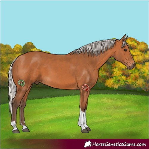Horse Color:Silver Bay Tobiano