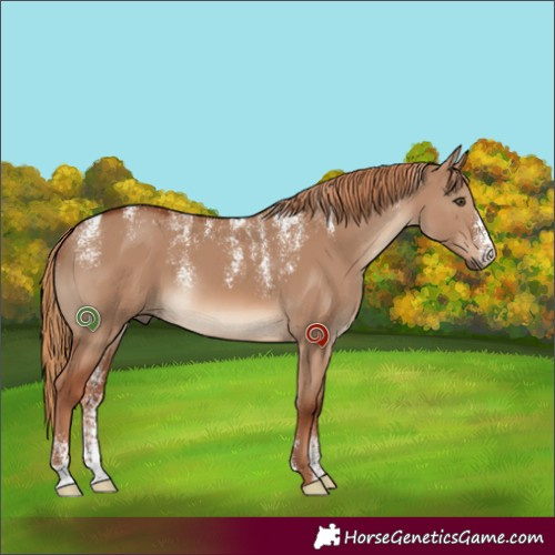 Horse Color:Powder White Red Dun 