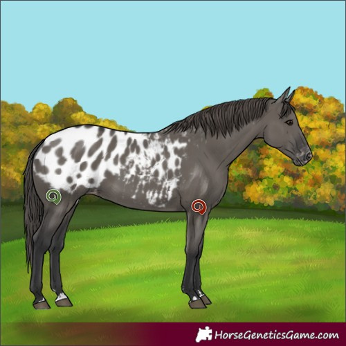 Horse Color:Unknown 