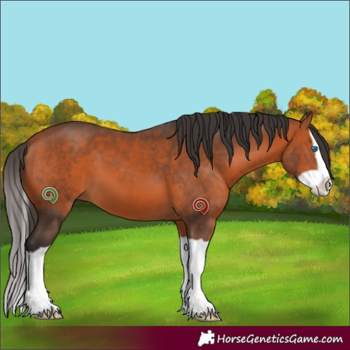 Horse Color:Bay Splash 