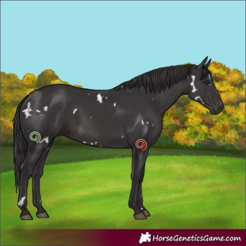 Horse Color:White Spotted Smoky Black 