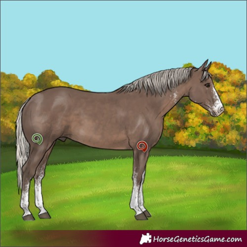 Horse Color:White Spotted Silver Black
