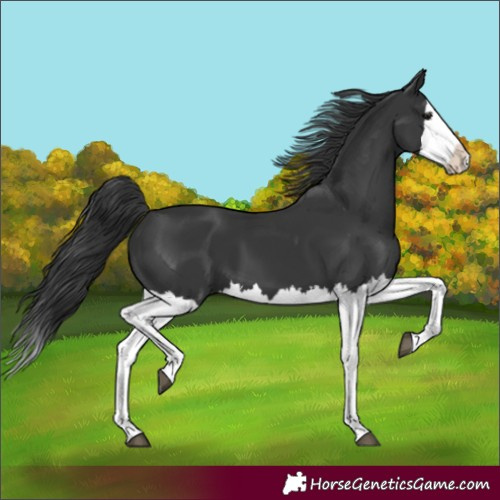 Horse Color:Black Splash 