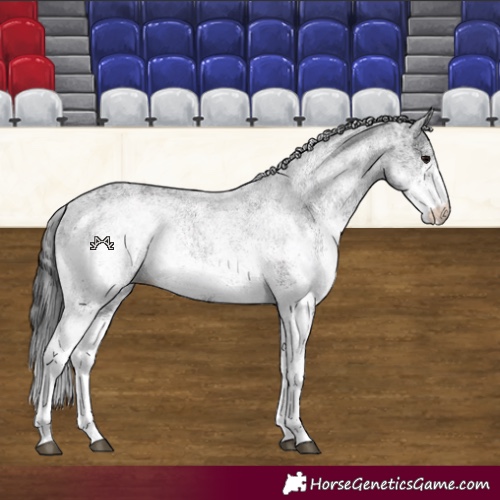 Horse Color:White Spotted Black 