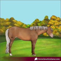 Horse Color:Gray Silver Sable Champagne 