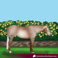 Horse Color:Gray Silver Sable Champagne