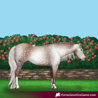 Horse Color:Gray Silver Black Pearl Tobiano 