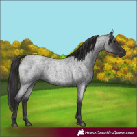 Horse Color:Smoky Blue Roan 