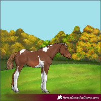 Horse Color:Chestnut Tobiano