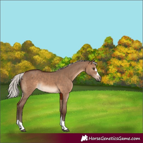 Horse Color:Silver Brown Dun