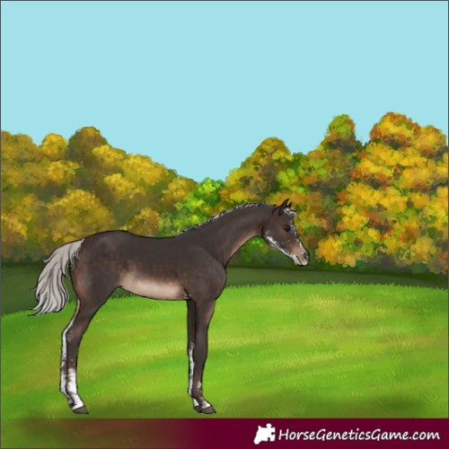 Horse Color:Silver Brown Sabino 