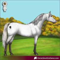 Horse Color:Gray Silver Blue Roan Near Leopard 