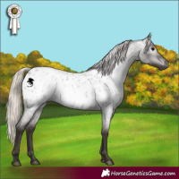 Horse Color:Gray Silver Blue Roan Appaloosa 