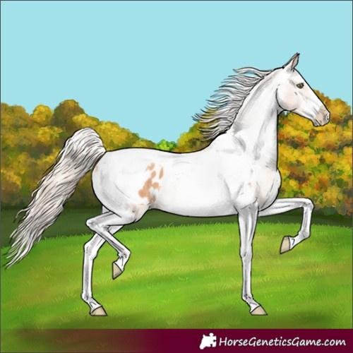 Horse Color:Gold Champagne Splash Tobiano Frame Appaloosa Rabicano 