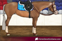 Horse Color:Gray Silver Sable Champagne 