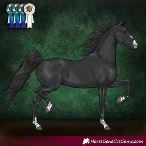 Horse Color:Black 