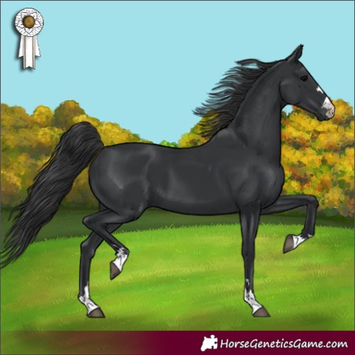 Horse Color:Black 
