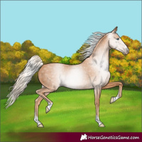 Horse Color:Gray Cremello 