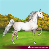 Horse Color:Gray Cremello 