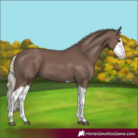 Horse Color:Silver Black Splash