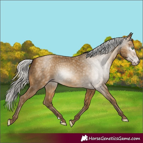 Horse Color:Gray Silver Sable Cream Champagne 