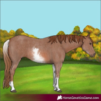 Horse Color:White Spotted Chestnut Sabino
