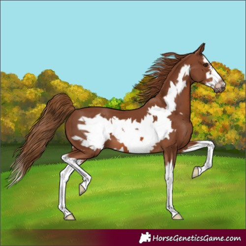 Horse Color:Chestnut Splash Frame 