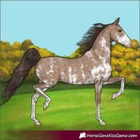 Horse Color:Classic Champagne Sabino