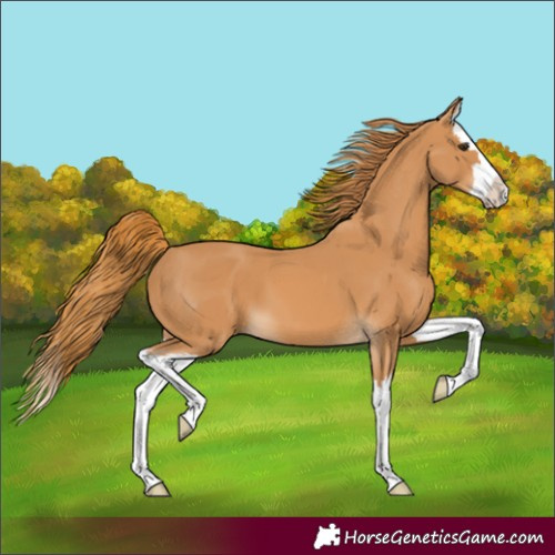 Horse Color:Chestnut Splash 