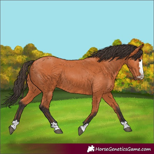 Horse Color:Bay 