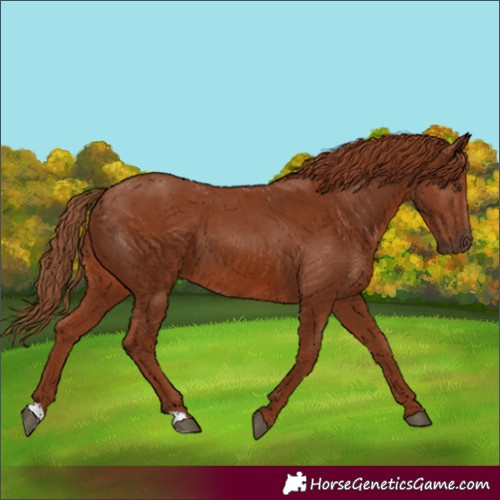 Horse Color:Chestnut 
