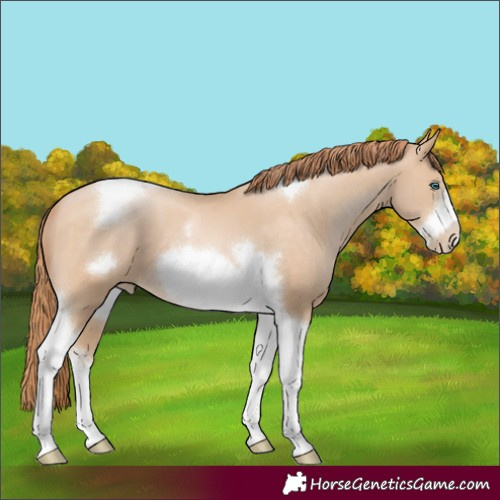 Horse Color:Buckskin Pearl Sabino Tobiano Frame 