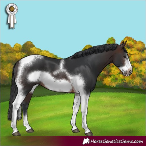 Horse Color:Brown Sabino Tobiano Frame 