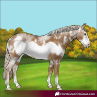 Horse Color:White Spotted Chocolate Palomino Frame 