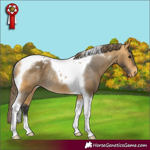Horse Color:Buckskin Tobiano Appaloosa Rabicano 