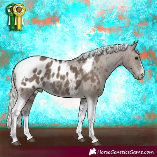 Horse Color:Silver Smoky Black Tobiano Appaloosa Rabicano 