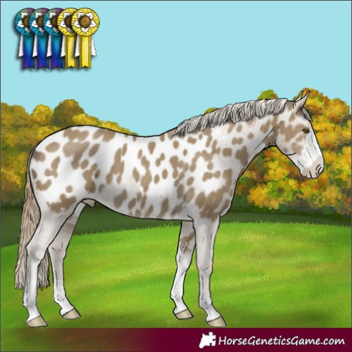 Horse Color:Classic Cream Champagne Sabino Blanket 