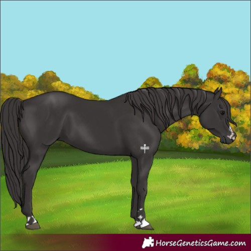 Horse Color:Smoky Black 