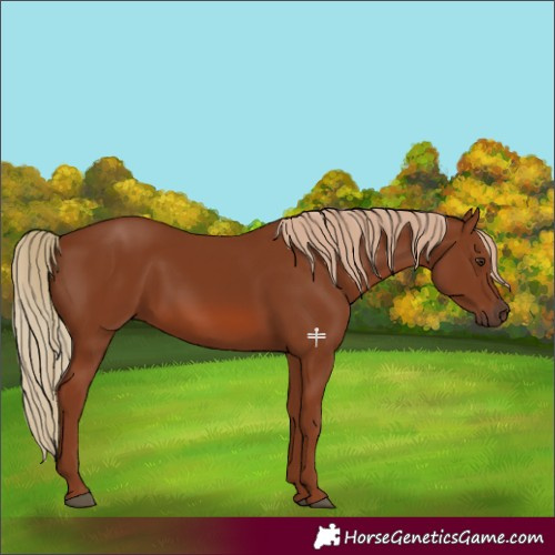 Horse Color:Chestnut 