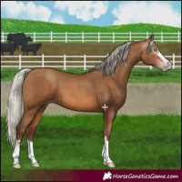 Horse Color:Gray Silver Sable Champagne 