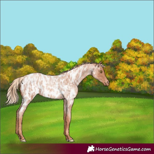 Horse Color:Gold Champagne Roan Appaloosa  and Gold Champagne Roan Appaloosa 