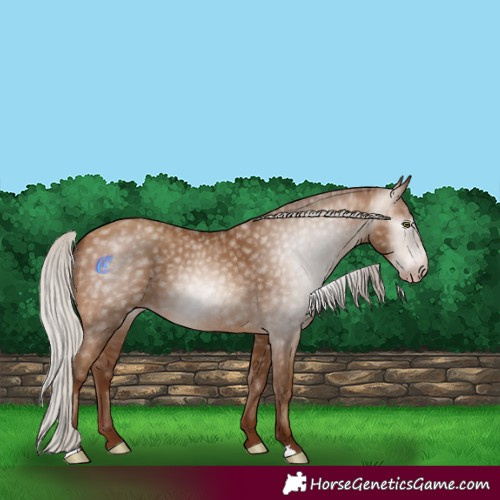 Horse Color:Gray Silver Sable Champagne 