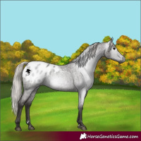 Horse Color:Gray Silver Blue Roan Blanket 