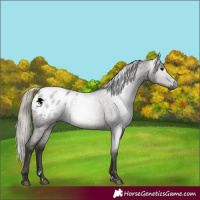 Horse Color:Gray Silver Blue Roan Blanket 
