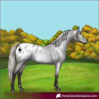 Horse Color:Gray Silver Blue Roan Appaloosa 