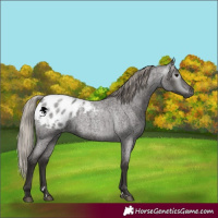 Horse Color:Gray Silver Blue Roan Appaloosa 