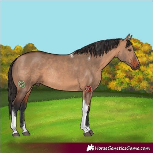 Horse Color:Bay Dun Tobiano Rabicano 