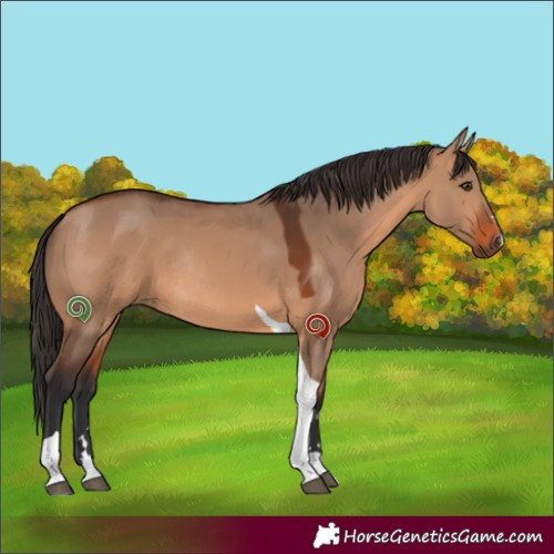 Horse Color:Unknown 